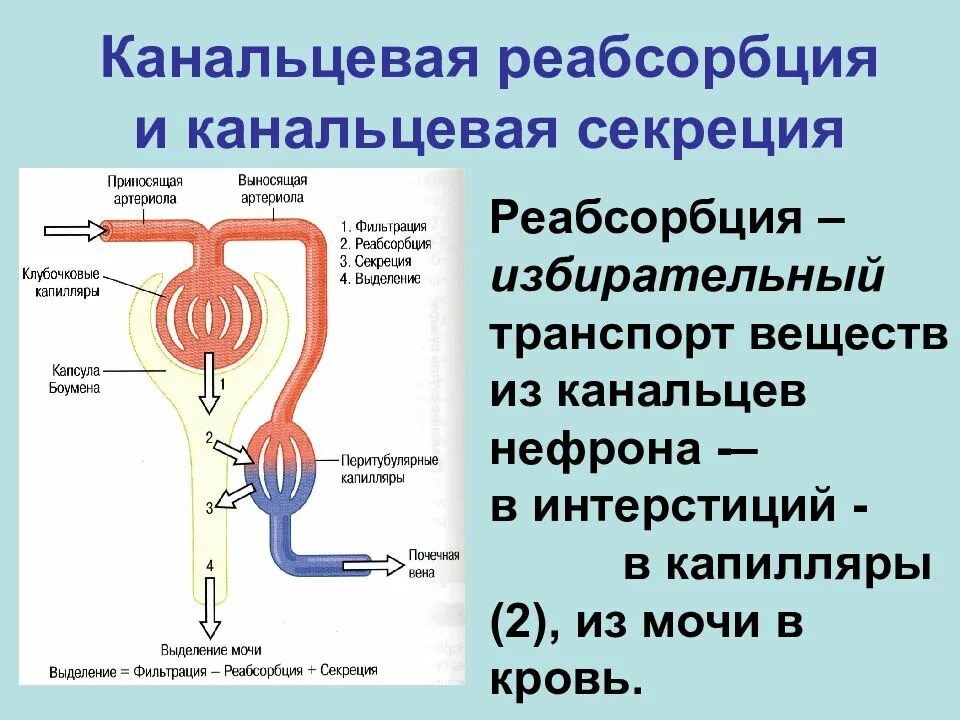 Нефрон ультрафильтрация. Канальцевая реабсорбция и секреция механизм. Реабсорбция в почках. Нефрон всасывание веществ. Нефрон фильтрация и реабсорбция.