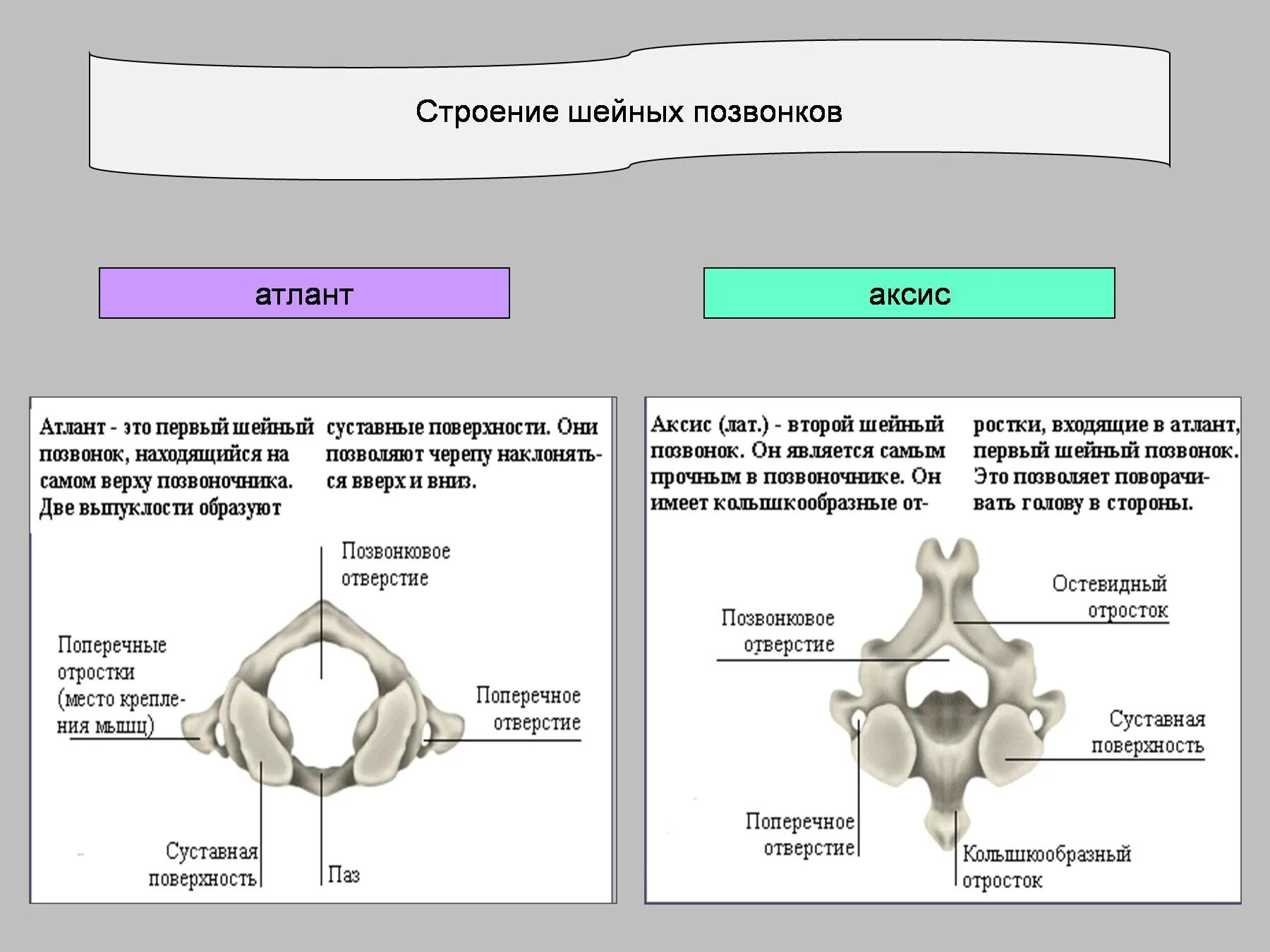 Особенности 1 и 2 шейного позвонков. 2 шейный позвонок вид сбоку. Особенности 1 и 2 шейного позвонков. Шейные позвонки отличаются от всех других позвонков. Первый шейный позвонок атлант строение.