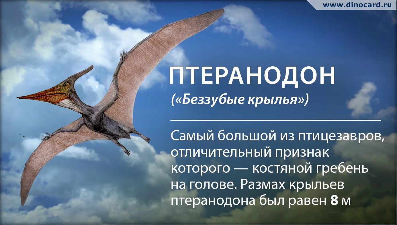 Птеродактиль класс. Птеродактиль динозавр описание. интересные факты о птеранодоне. птеродактиль факты. летающие динозавры презентация.