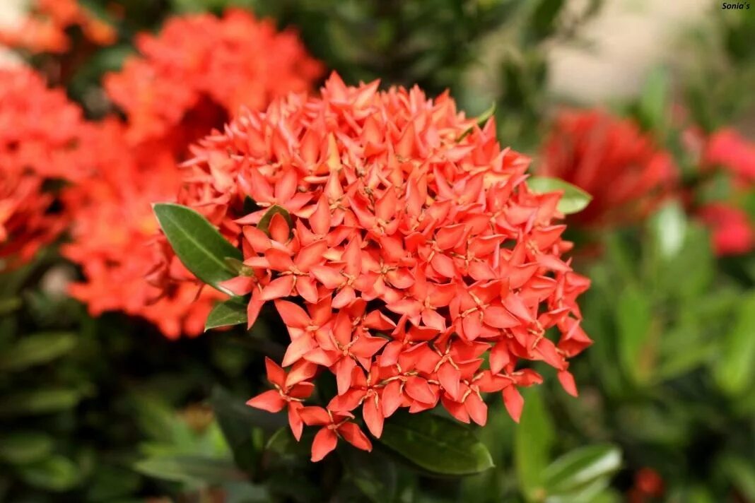 Иксора цветок. Brownea coccinea. Иксора результаты. Иксора магазин. Иксора результаты.