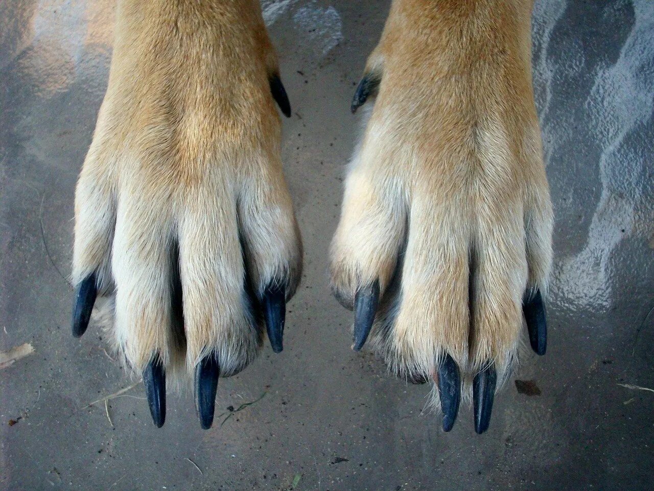 Короткие пальцы у собак. Звериная лапа. Лисьи когти. Лапа лисы.