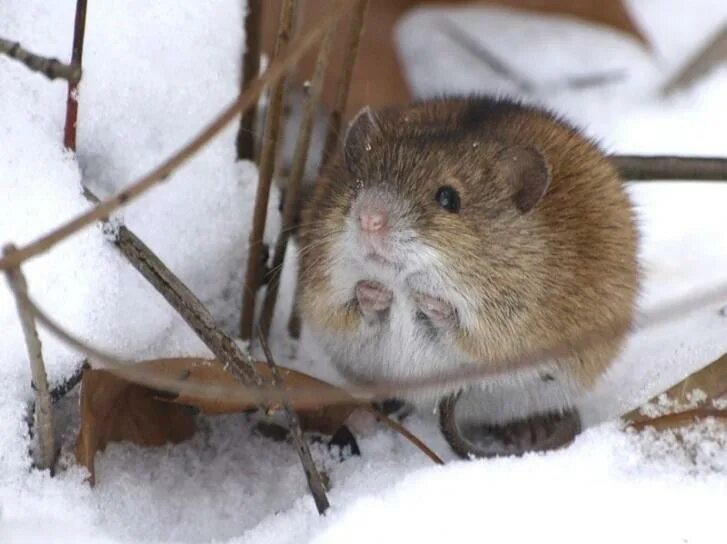 Полевые мыши зимой. Полевка хомяк. Полёвка зимует. Мышь полевка. Мышка полевка зимняя.