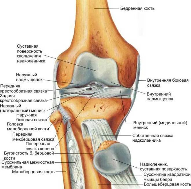 Связка головки. Суставная поверхность бедренной кости коленного сустава. Суставные поверхности коленного сустава. Коленный сустав анатомия строение кости. Строение коленного сустава снаружи.