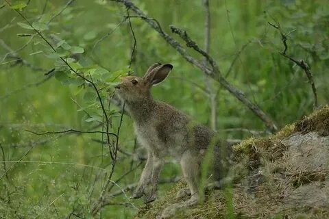 Какие деревья едят зайцы