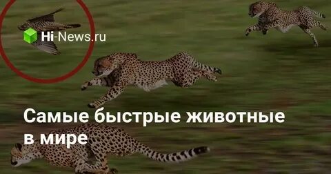 6 самых быстрых животных
