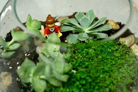 Baby plant