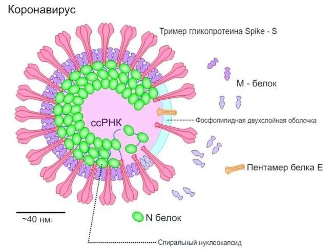 Симптомы коронавируса в 2025 году. Симптомы коронавируса в 2025 году