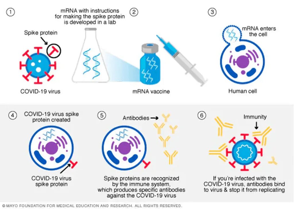 Новое исследование вакцины. Covid 19 vaccine MRNA. РНК вакцина Spike. Вакцинация после попадения вируса в организм.