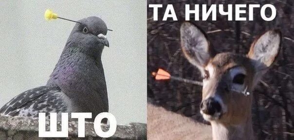 Я хочу белый дом голубые мем #Новогодний Мопс! YouTube