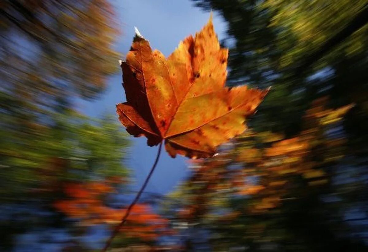 Осень заканчивается картинки. Осень стояла поначалу нескладная раньше. Осенние дела. Уходящая осень. Осень заканчивается.