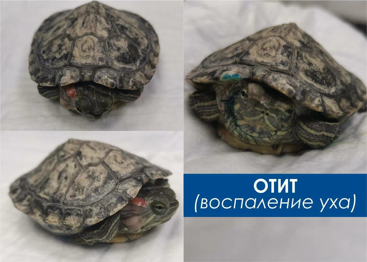 Как лечить черепаху