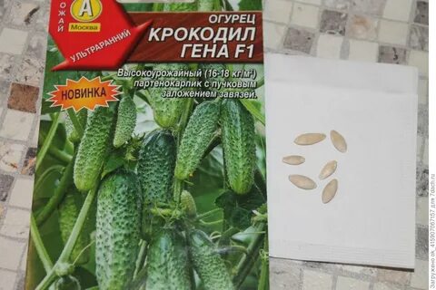 Огурцы сорта крокодил