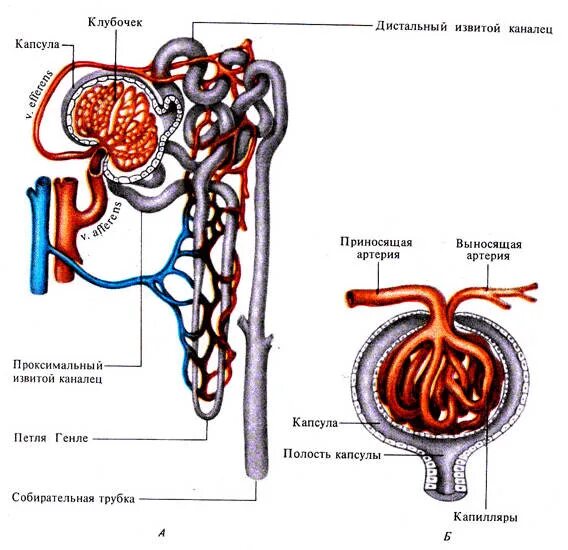 Капсула нефрона извитой каналец. Капсула клубочка нефрона строение. Капсула нефрона строение рисунок. Строение нефрона почки анатомия. Капиллярный клубочек нефрона.