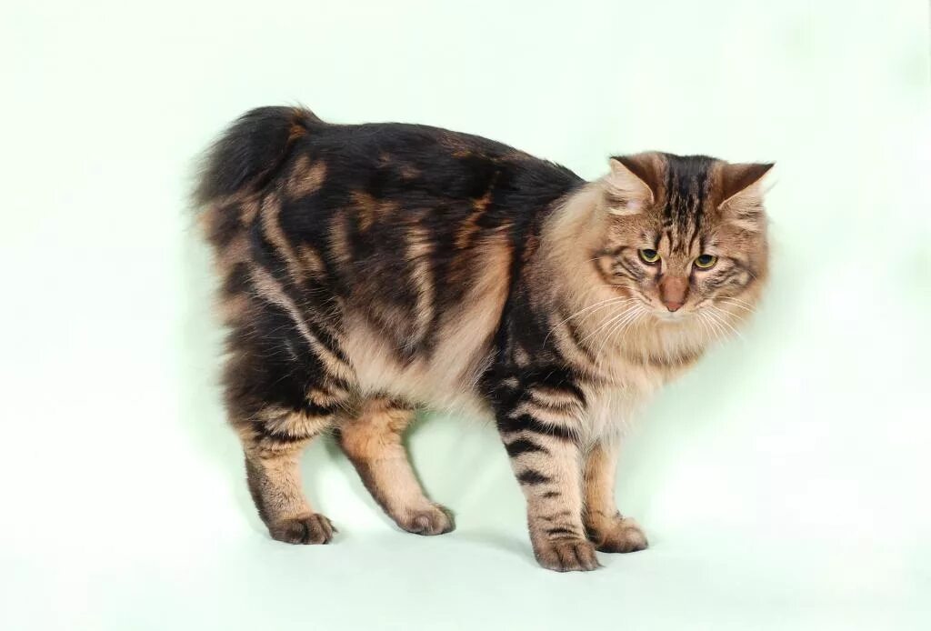 Kuril bobtail - a cat with a fluffy pompon instead of a tail.
