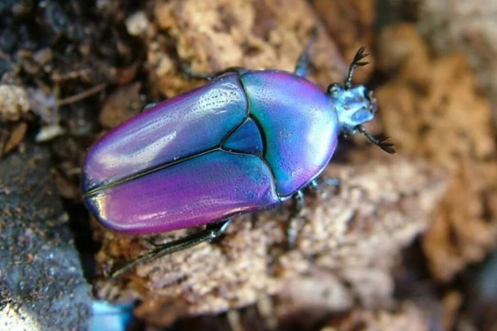 жук пестряк желтый. жук ебунец. жук ольхоед жесткокрылые. жук листоед ильмовый. жук ольхоед жесткокрылые.