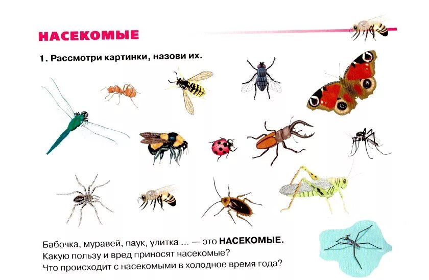 Ознакомление с окружающим миром тема насекомые. Русланова насекомые дидактический материал. Насекомые задания для детей 4-5 лет. Полезные насекомые для дошкольников. Насекомые задания для дошкольников.