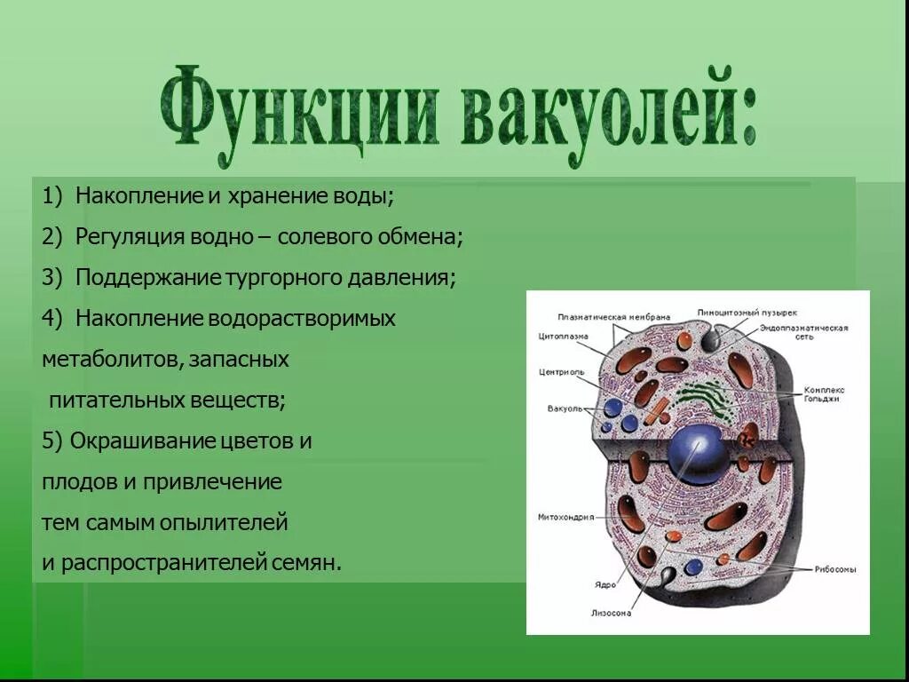 Жизненные функции клеток