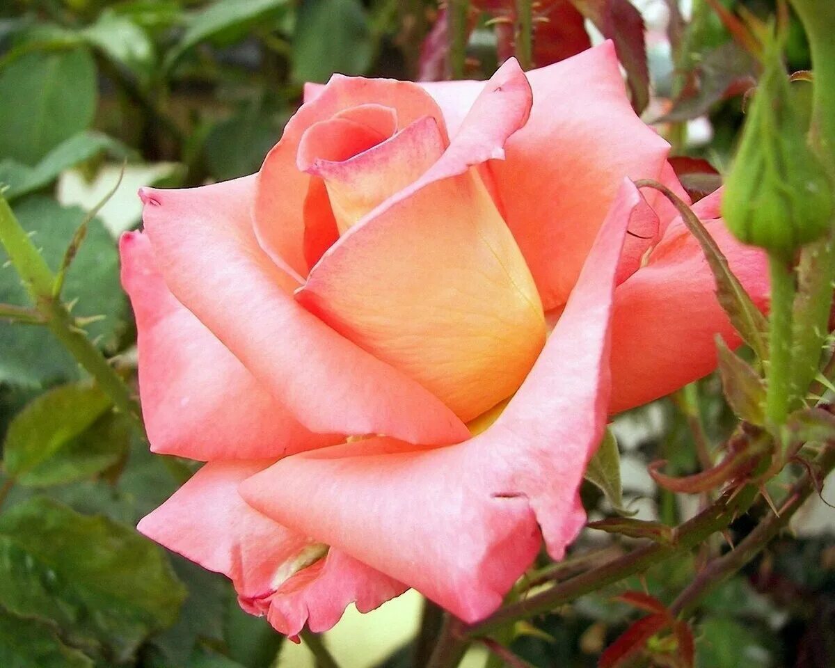 Сорт розы Альтамира. Красивые названия роз
