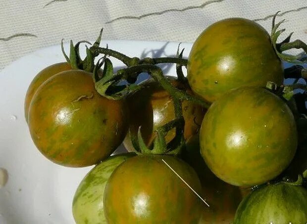 Купить зеленые томаты. Томат зеленый Вернисаж. Томат Изумрудные купола. Изумрудное монисто помидоры. Зеленые помидоры изумрудный сорт.