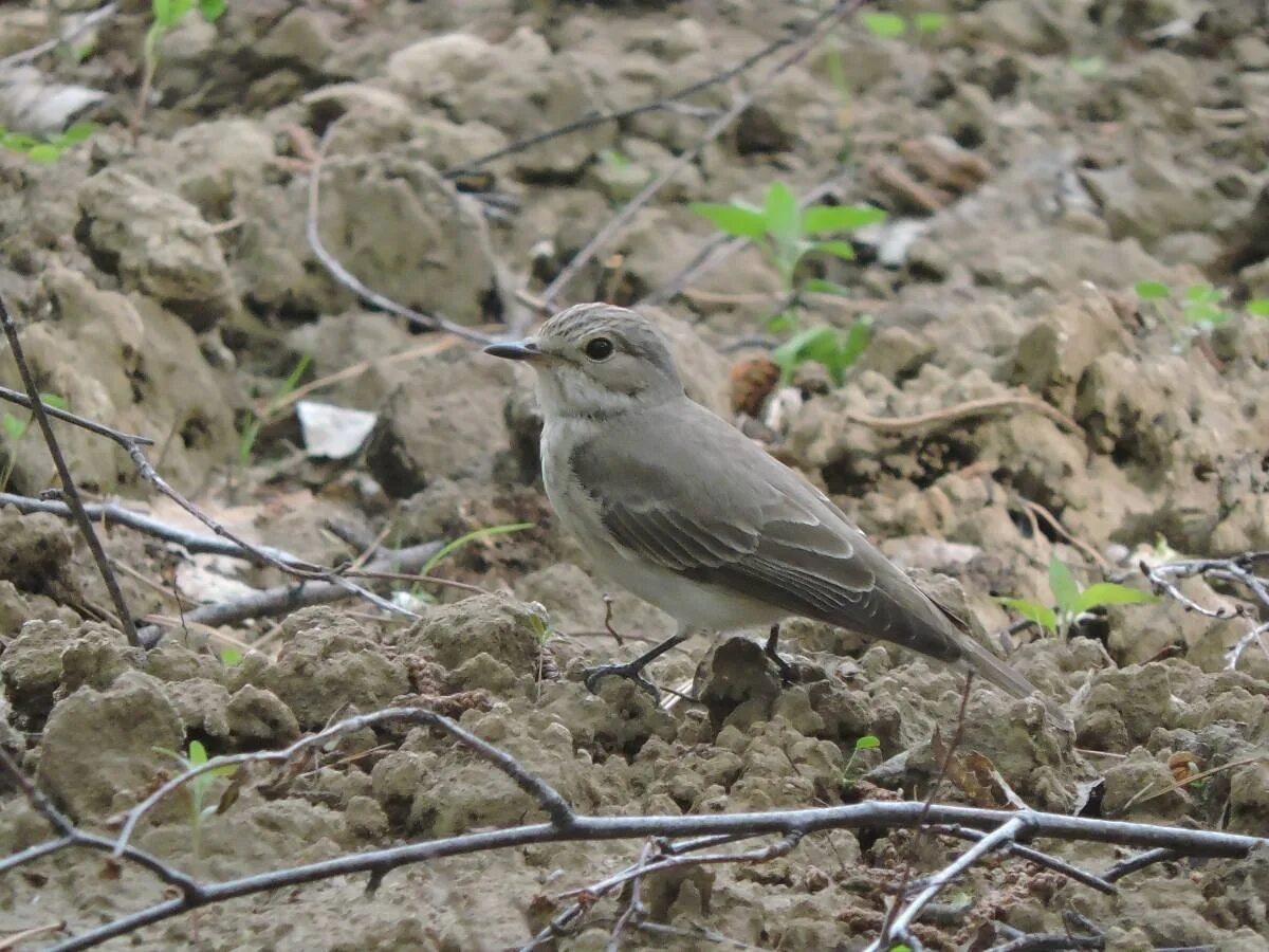 Прочитать серая птица. Серая мухоловка (Muscicapa striata). Серая птица Кузбасс. Серая мухоловка в Подмосковье. Серая птица Подмосковья.