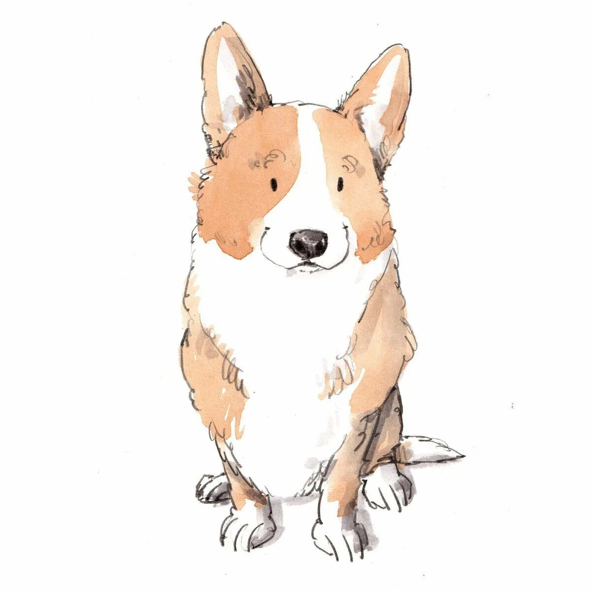 Вельш корги пемброк. Корги нарисовать. Корги рисунок. Мультяшный вельш корги пемброк. Вельш корги пемброк акварелью.