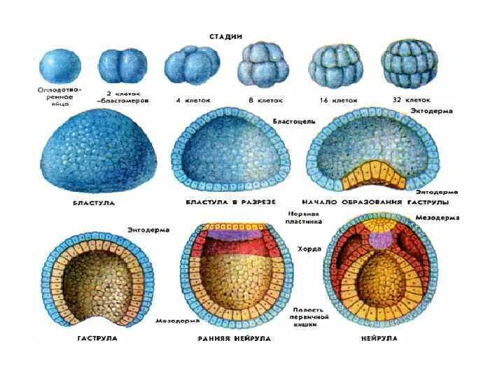 Этапы развития ланцетника эмбрионального развития. Стадии эмбрионального развития ланцетника. Стадии развития эмбриона ланцетника. Схема эмбрионального развития ланцетника.