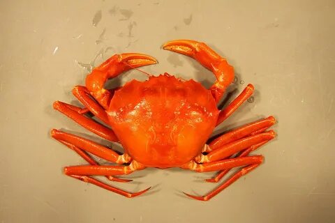 Красный краб
