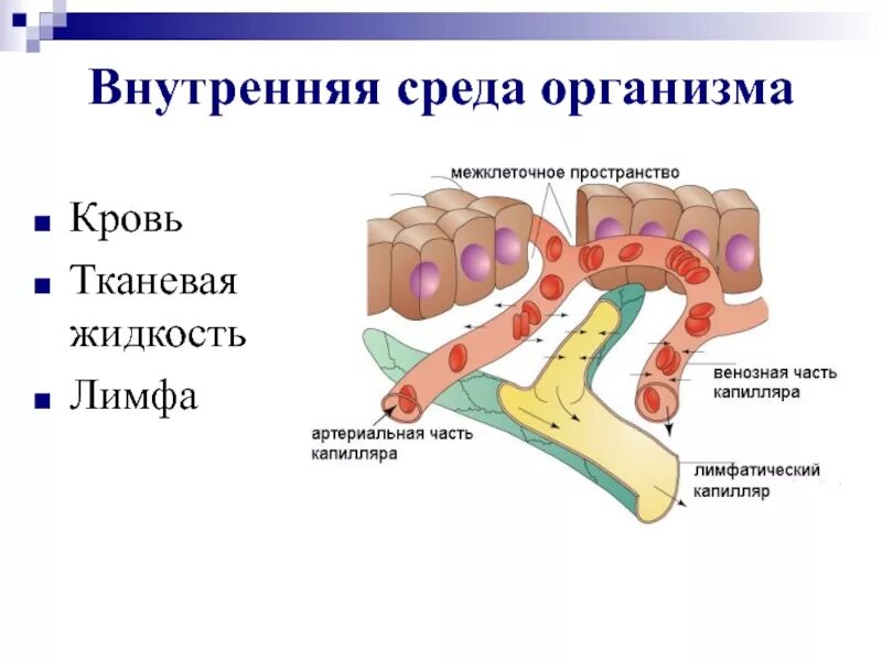 Межклеточная жидкость и лимфа тканевая жидкость. Внеклеточное пространство. Жидкие среды организма человека. Интерстициальная жидкость. Капиллярный лимфангит.