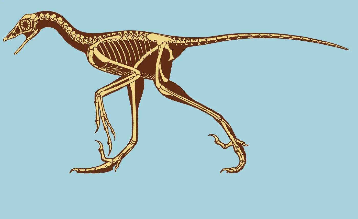 Archaeopteryx скелет. Скелеты динозавров археоптерикса. Скелет археоптерикса и птицы. Archaeopteryx кости. Скелет археоптерикса