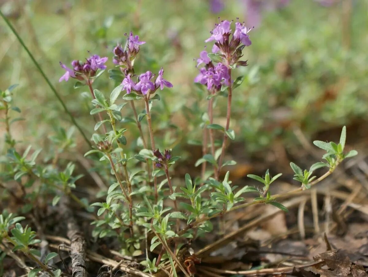 Тимьян картинки. Тимьян (чабрец). тимьян ползучий (thymus serpyllum &#039;magic carpet&#039;). чабрец ползучий.