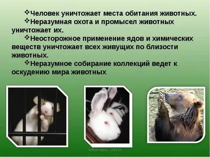 Почему животные полезны