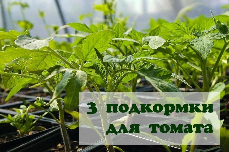 Как поливать рассаду томатов после пикировки. Удобрение для томатов. удобрение для рассады томатов. удобрение для рассады после пикировки томатов. подкормка рассады томатов после пикировки.
