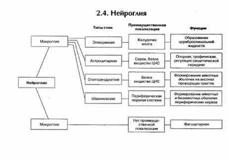 Нейроглия это в анатомии