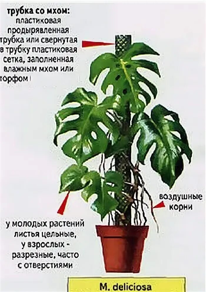 Как размножается монстера в домашних условиях фото Как размножается монстера в домашних условиях пошагово фото