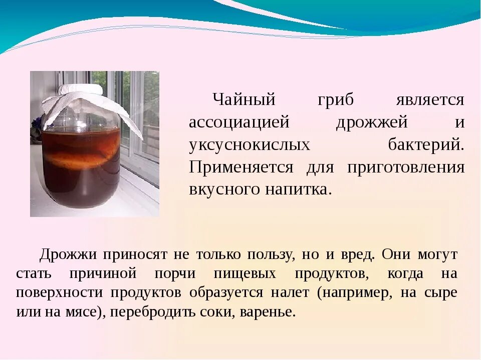 Как заваривать чайный гриб в домашних. Чайный гриб. Чайный гриб презентация. Чем полезен чайный гриб для организма. Чайный гриб полезные.