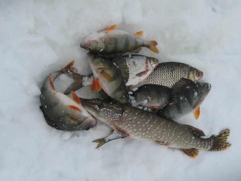 Зимняя рыбалка. Зимний улов. Зимняя рыбалка улов. Рыбы зимой. Улов на радость всем