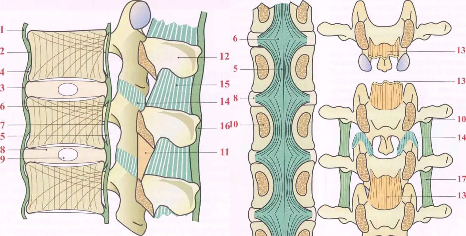 Связочный аппарат позвоночника анатомия. Межпозвоночные суставы поясничного отдела. Межкостная связка позвоночника. Желтая связка позвоночника анатомия.