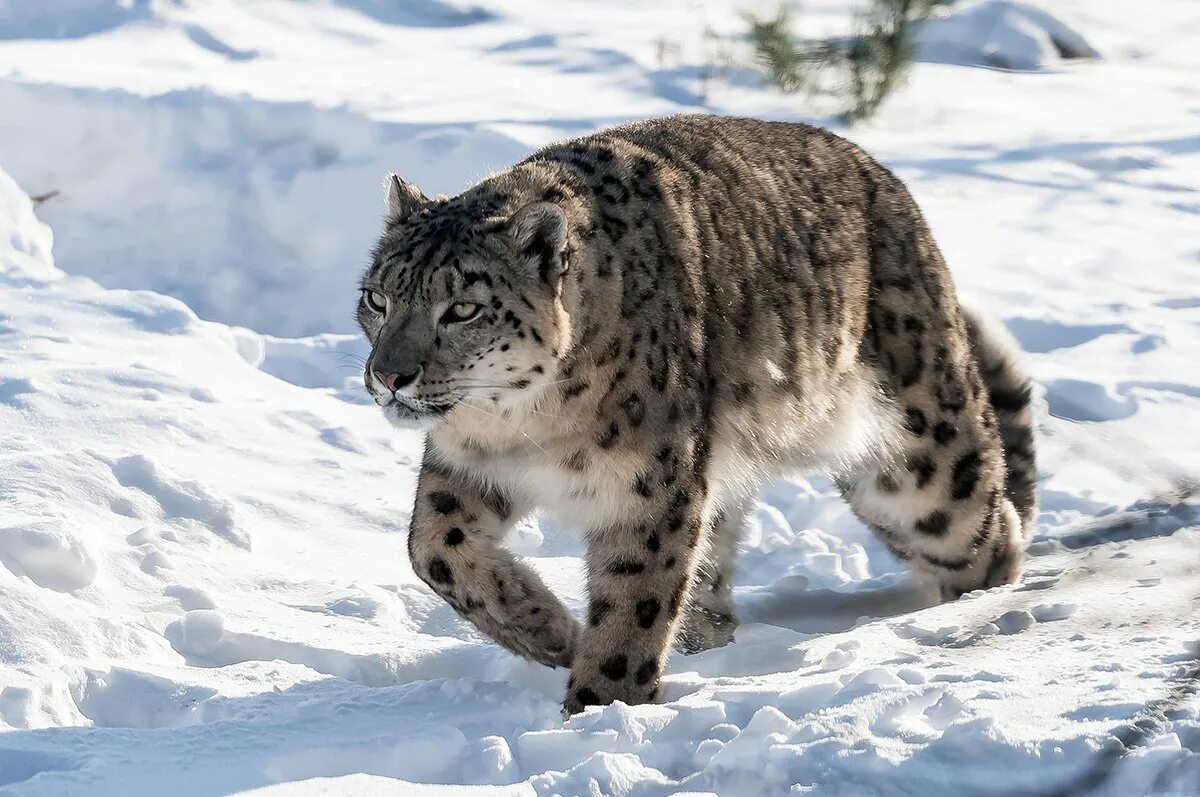 Снежный Барс uncia uncia. Ирбис (снежный Барс) uncia uncia. Ирбис горный леопард. Снежный Барс (Ирбис, снежный леопард).