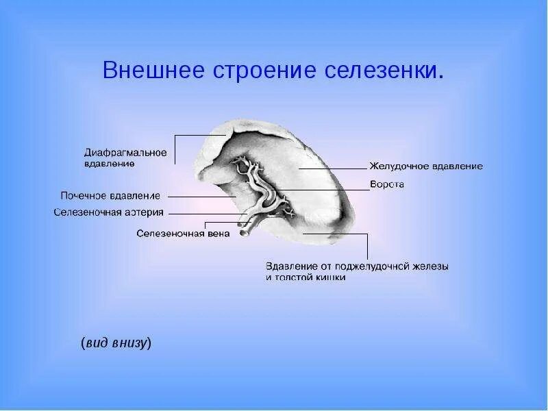 Внешнее строение селезенки. Схема строение селезенки человека анатомия. Внутреннее строение селезенки. Строение селезенки анатомия животных.