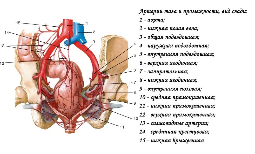 Артерии малого таза. Артерии таза схема. Кровообращение малого таза схема. Схема артерий малого таза. Кровообращение малого таза у женщин