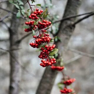Ягоды рябины усыпали ветки деревьев