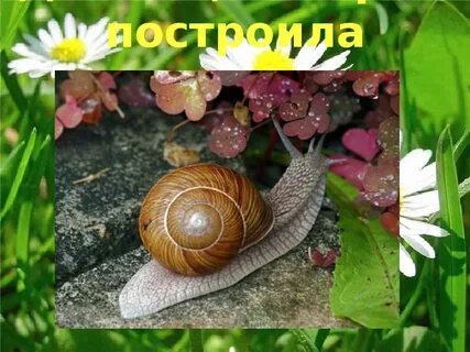 Домики которые построила природа 2 класс презентация