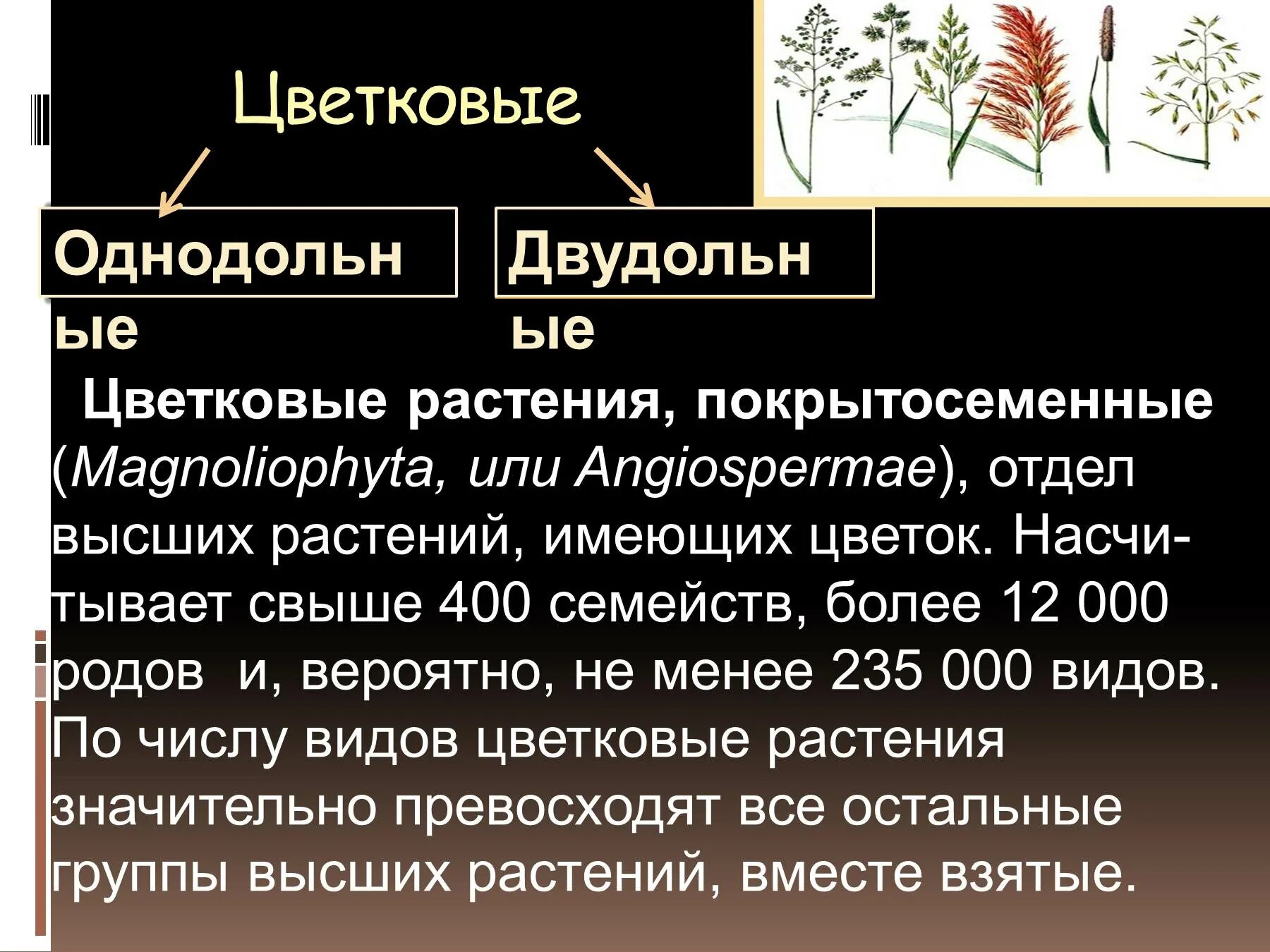 Покрытосеменные презентация. Отдел Покрытосеменные растения. Покрытосеменные или цветковые растения. Сообщение на тему Покрытосеменные растения.