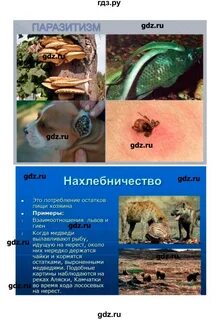 Биология 9 класс касперская