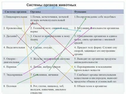 Системы жизнедеятельности животных