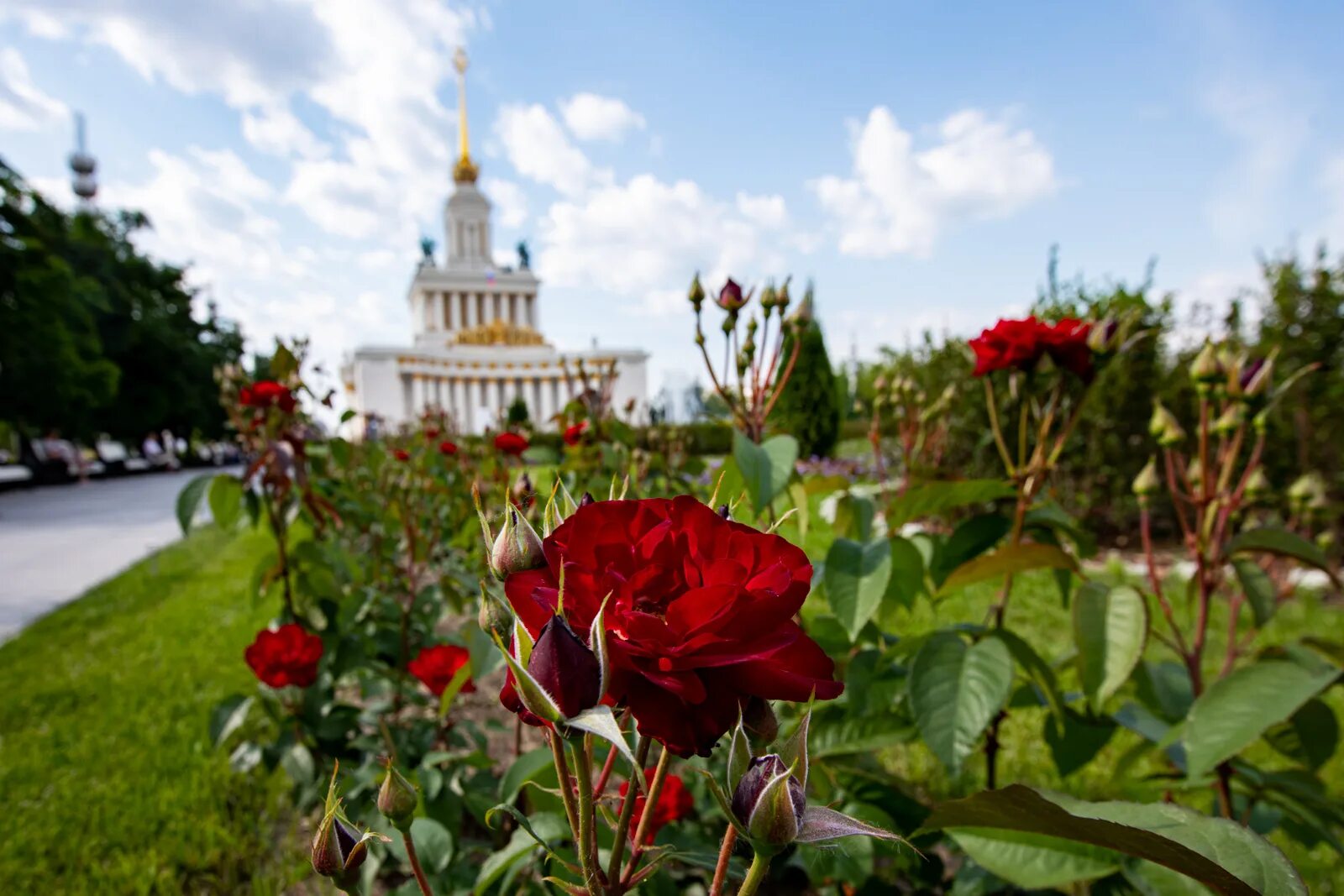 Фото цветов москва