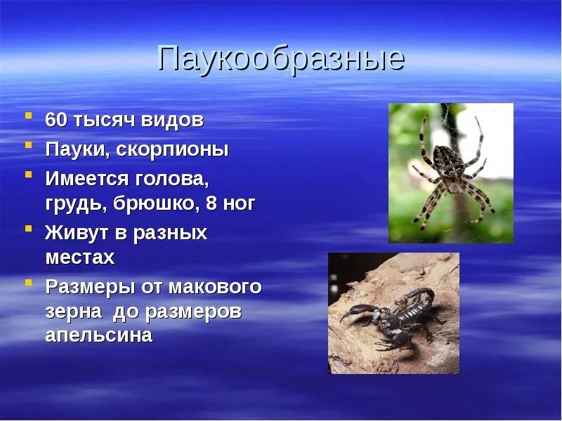Разнообразие животных 3 класс доклад окружающий мир. Паукообразные презентация. разнообразие животных 3 класс окружающий. животные класса паукообразные. паукообразные 3 класс.