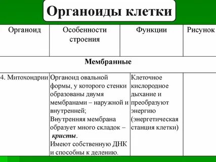 Особенности строения немембранных органоидов клетки