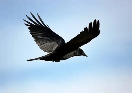 Flying but