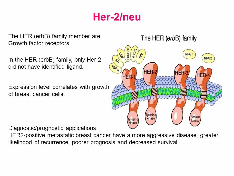 Her ii. Her2 neu. белок her2. оценка her2 статуса. erbb рецепторы.